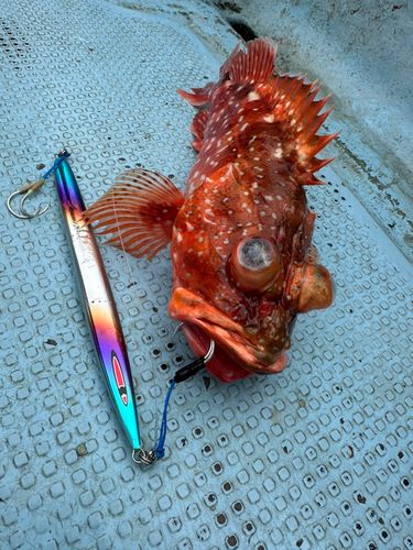 ウッカリカサゴの釣果