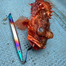 ウッカリカサゴ