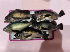 メバルの釣果
