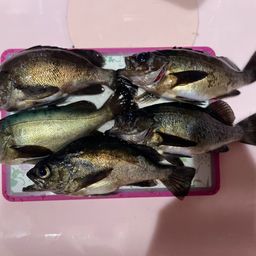 メバル