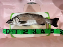 ヒラスズキの釣果