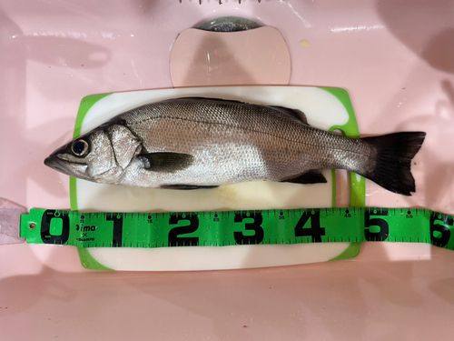 ヒラスズキの釣果