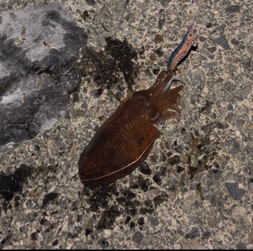 コウイカの釣果