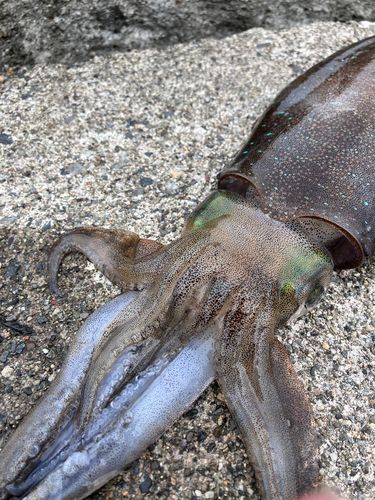 アオリイカの釣果