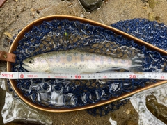ヤマメの釣果