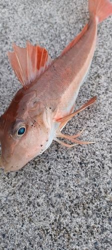 カナガシラの釣果