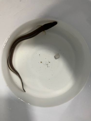 マアナゴの釣果