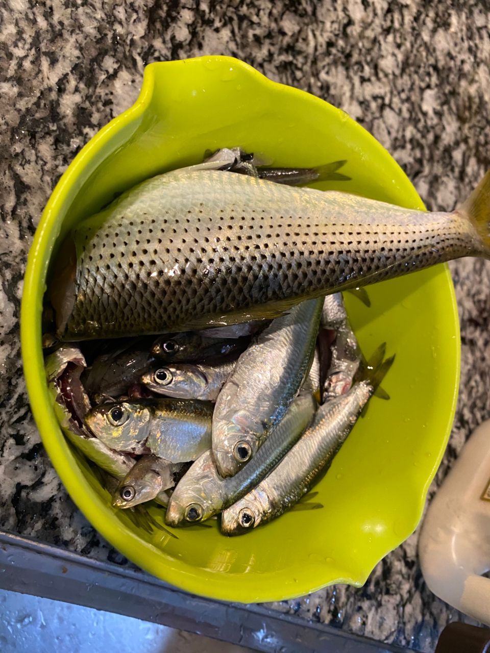 カタクチイワシ