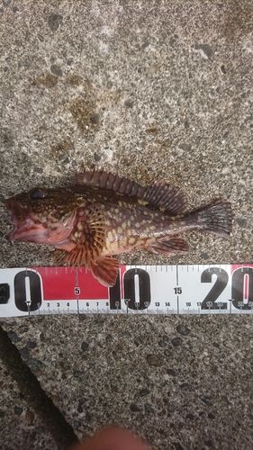 カサゴの釣果