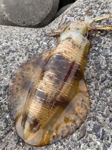モイカの釣果