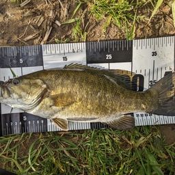 スモールマウスバス