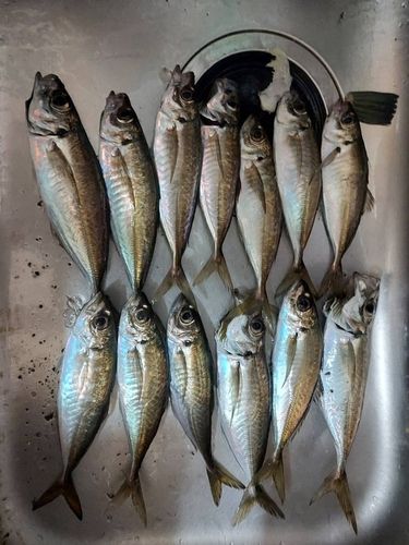 アジの釣果