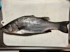 ヒラスズキの釣果