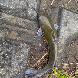 アメリカナマズ