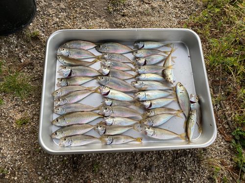 アジの釣果