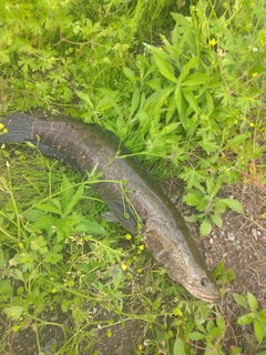 ライギョの釣果