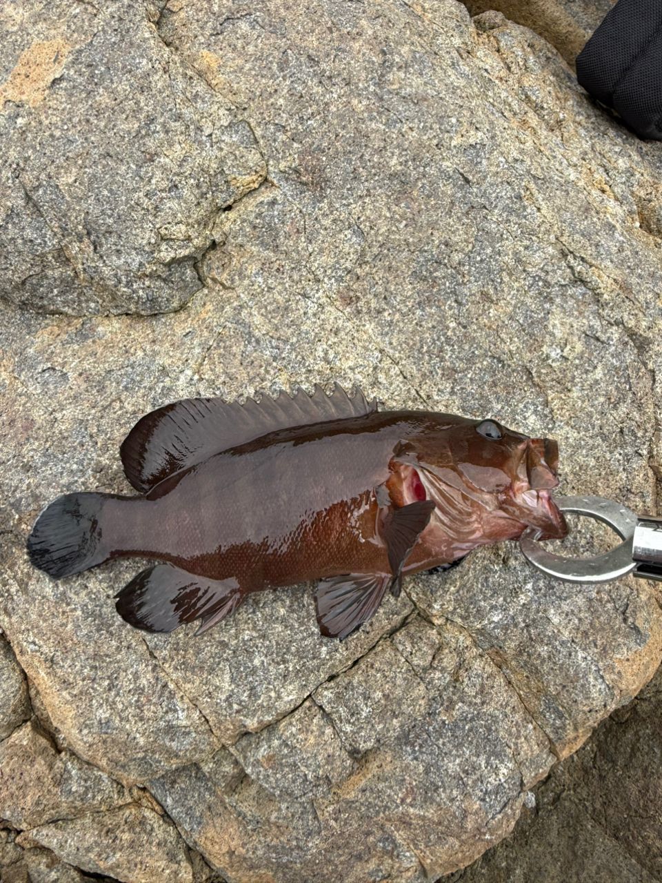 ヤミハタ