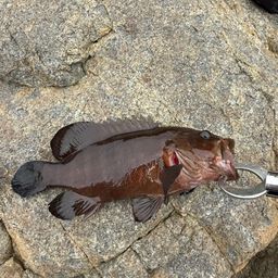ヤミハタ