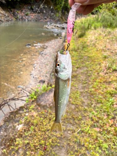 ハスの釣果