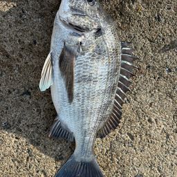 クロダイ