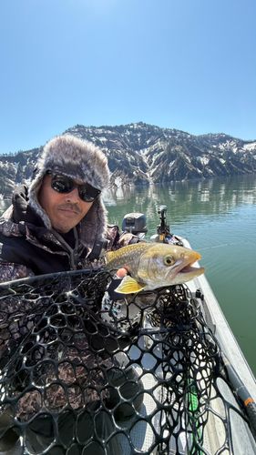 イワナの釣果
