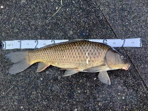 コイの釣果