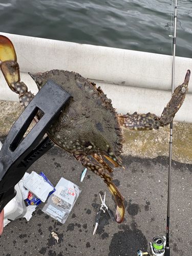 タイワンガザミの釣果