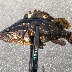 タケノコメバル