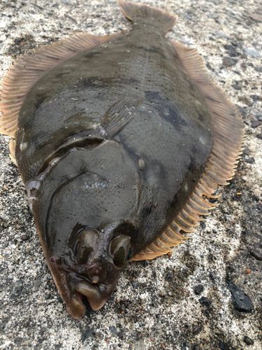 カレイの釣果