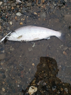 アマゴの釣果