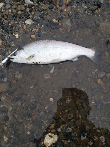 アマゴの釣果