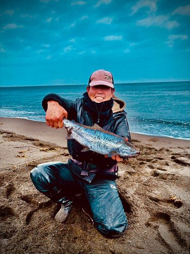 サクラマスの釣果