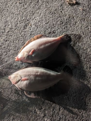 クロガシラガレイの釣果