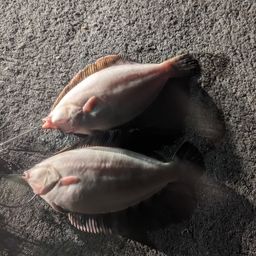 クロガシラガレイ