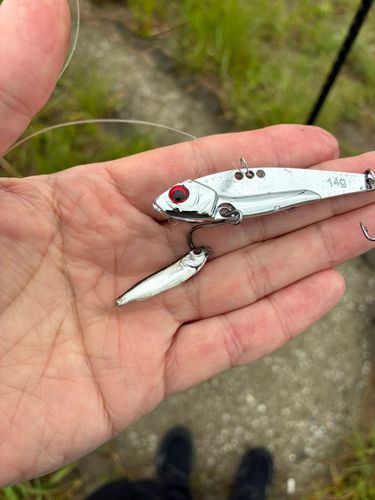 ボラの釣果