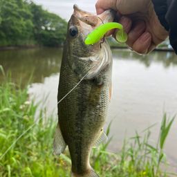 ラージマウスバス