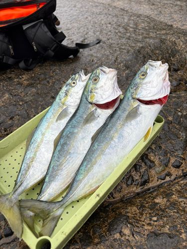 イナダの釣果