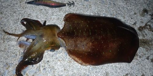 アオリイカの釣果