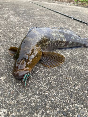 アイナメの釣果