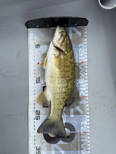 スモールマウスバスの釣果