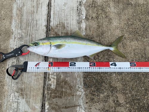 ハマチの釣果