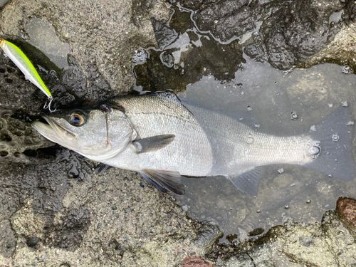 ヒラスズキの釣果