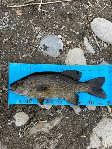 スモールマウスバス