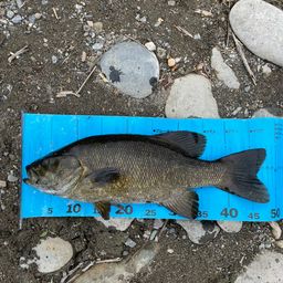 スモールマウスバス