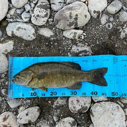 スモールマウスバス