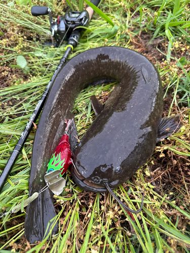 ナマズの釣果