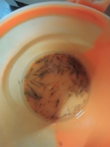 釣果