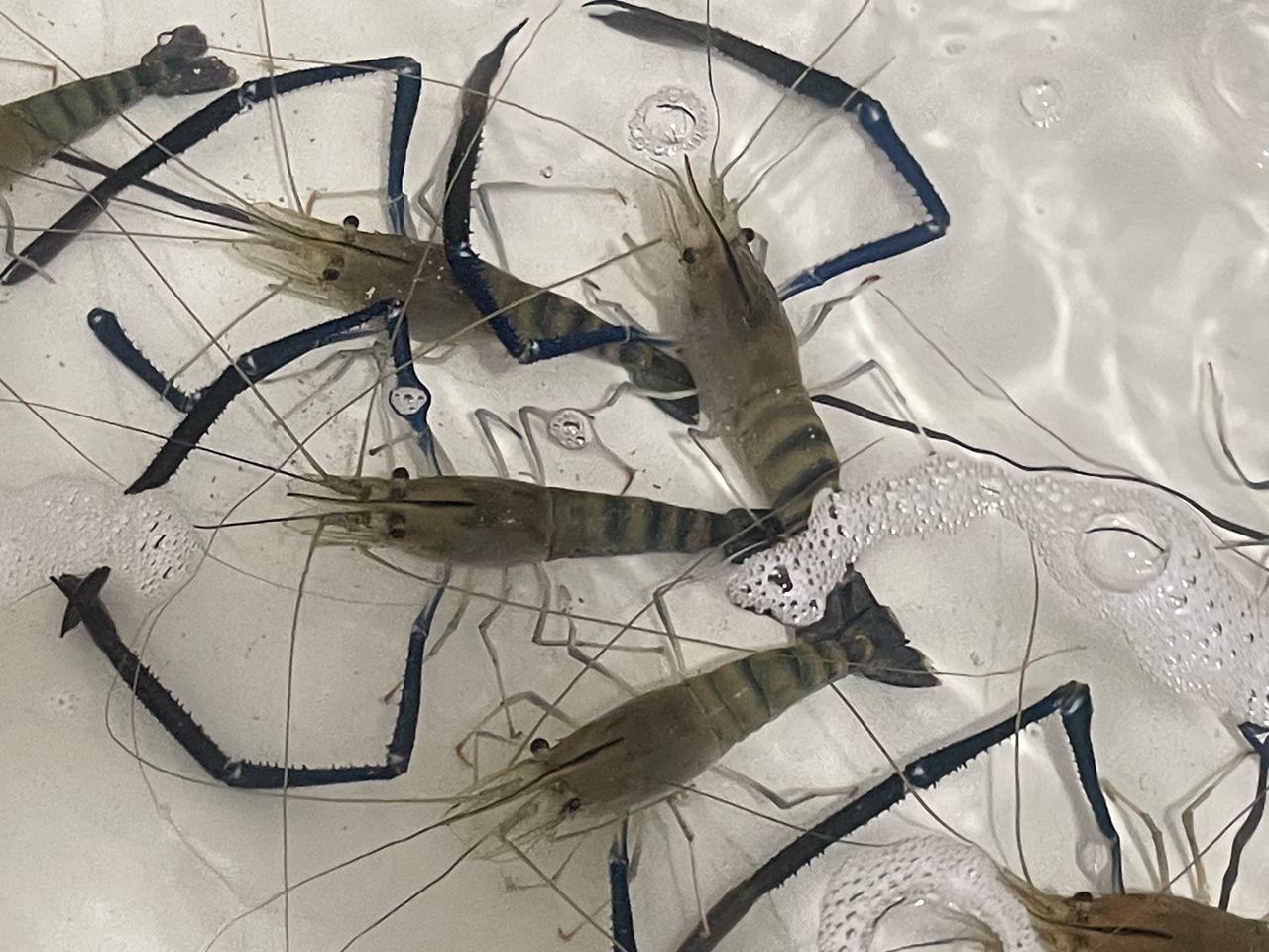 オニテナガエビ