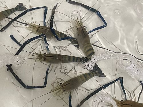 オニテナガエビの釣果