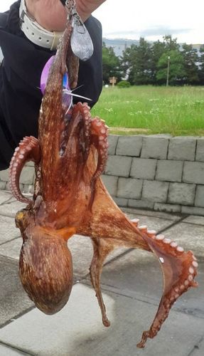 タコの釣果